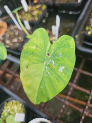 Colocasia Lemon Lime Gheco