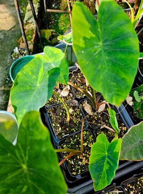 Colocasia Lemon Lime Gheco Colocasia Lemon Lime Gheco