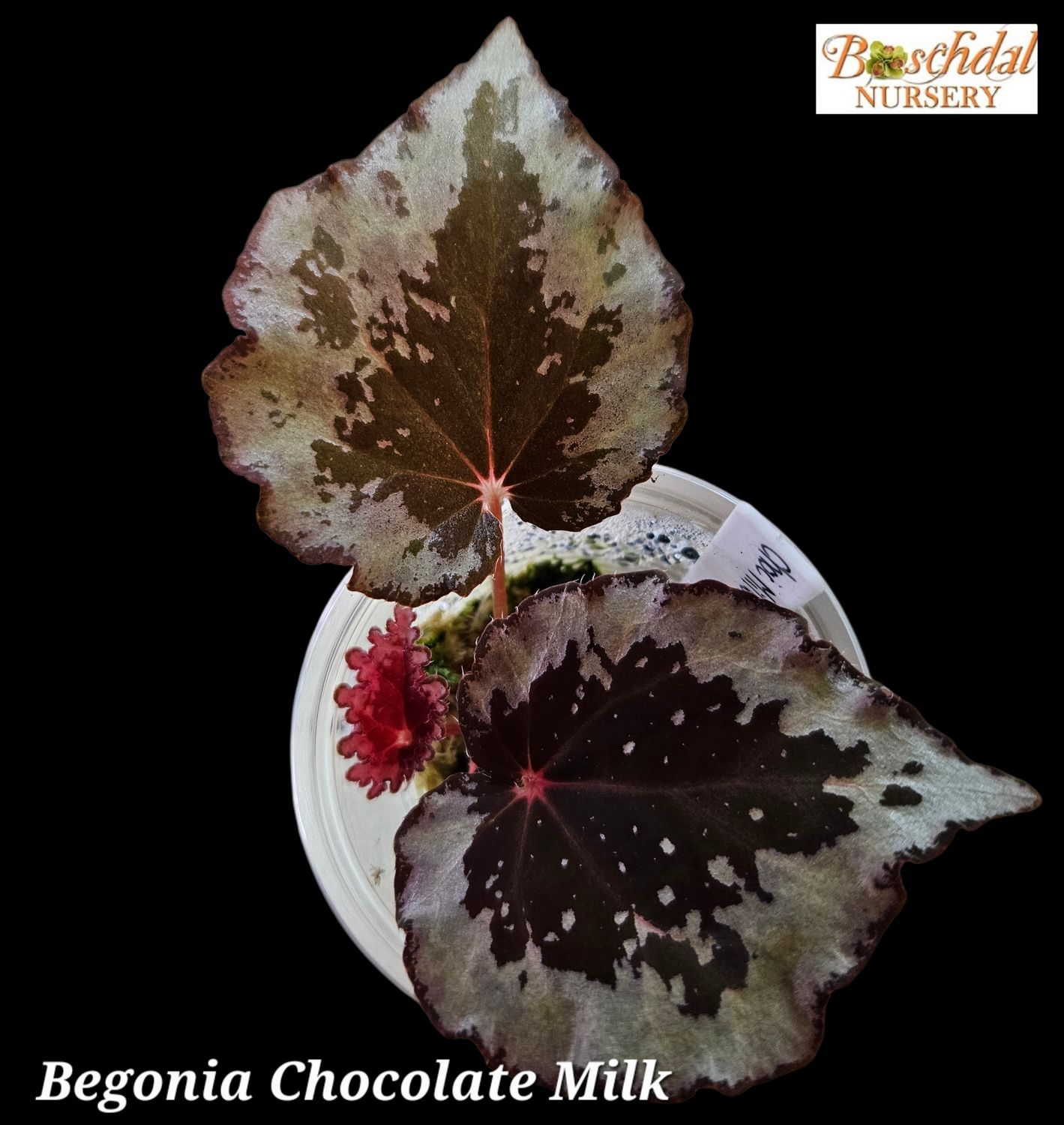 Begonia Chocolate Milk