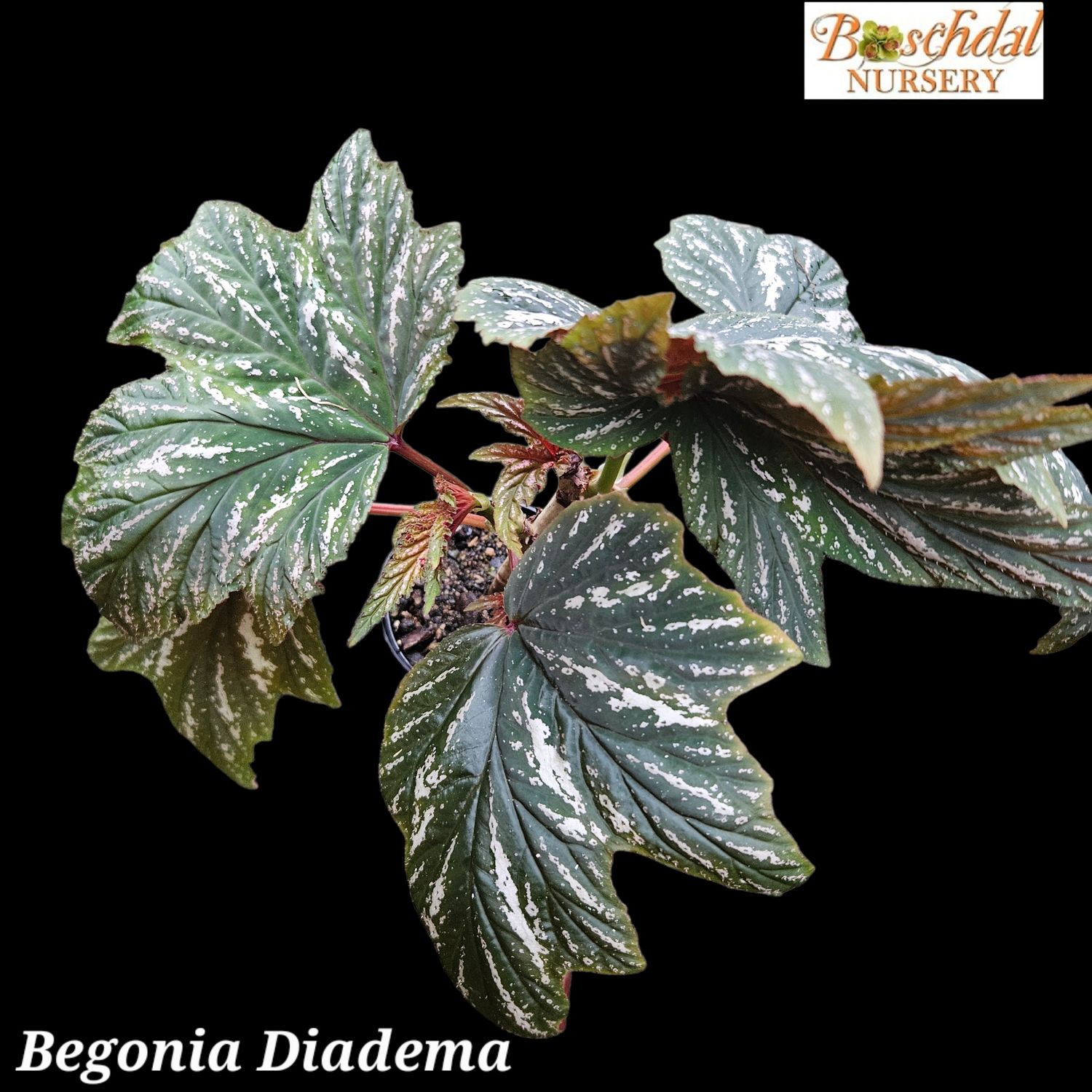 Begonia Diadema