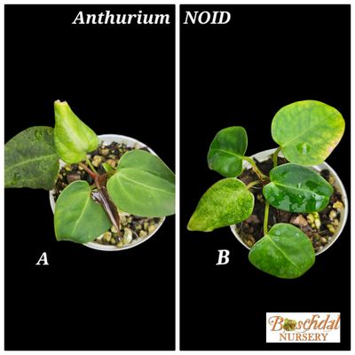 Anthurium NOID Anthurium NOID
