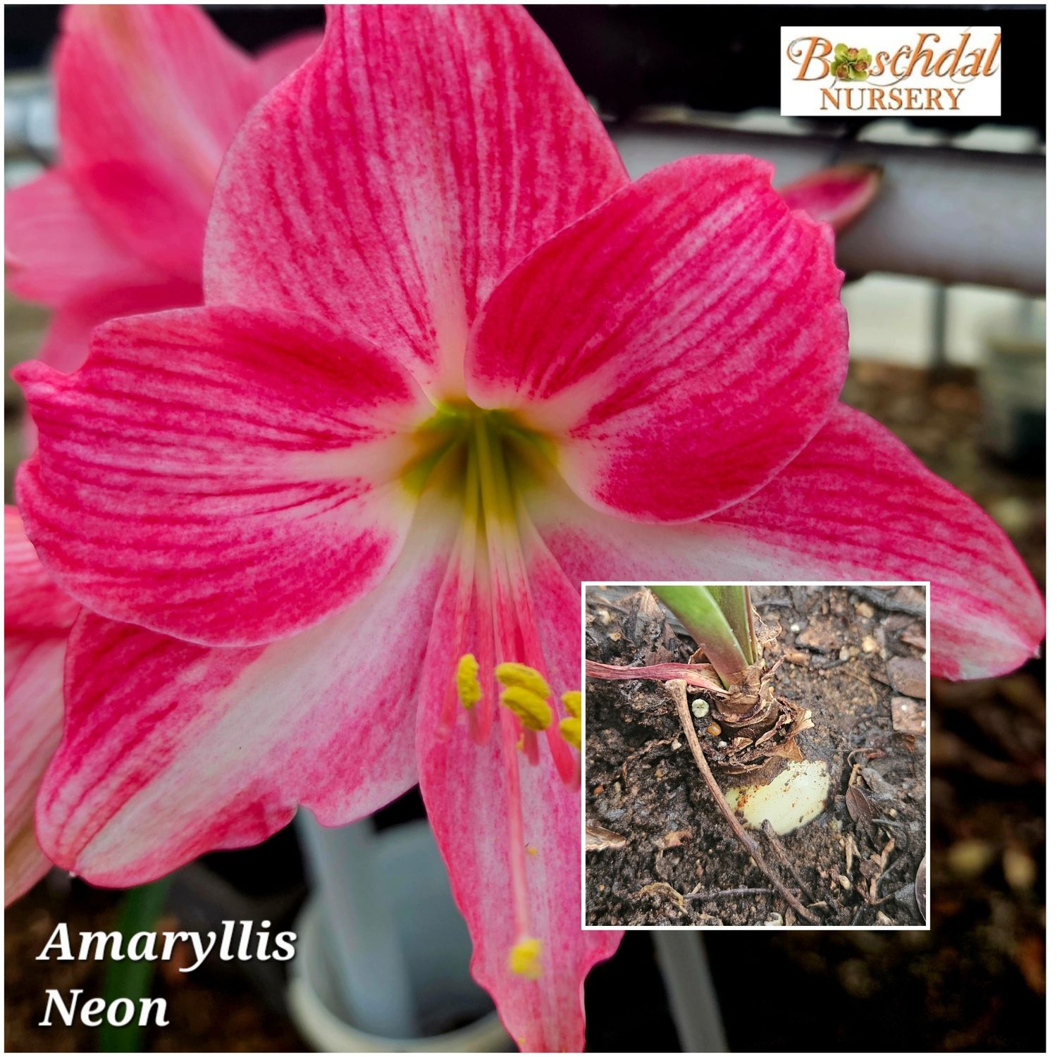 Amaryllis Neon