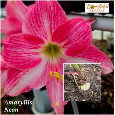 Amaryllis Neon Amaryllis Neon