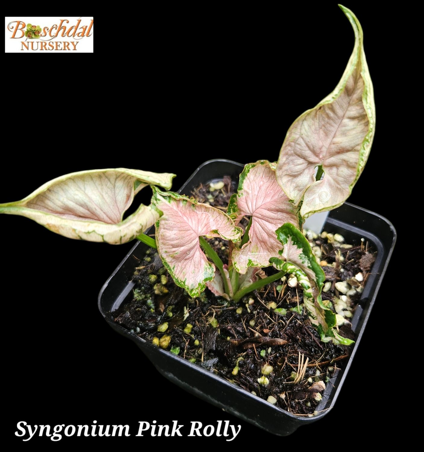 Syngonium Pink Rolly