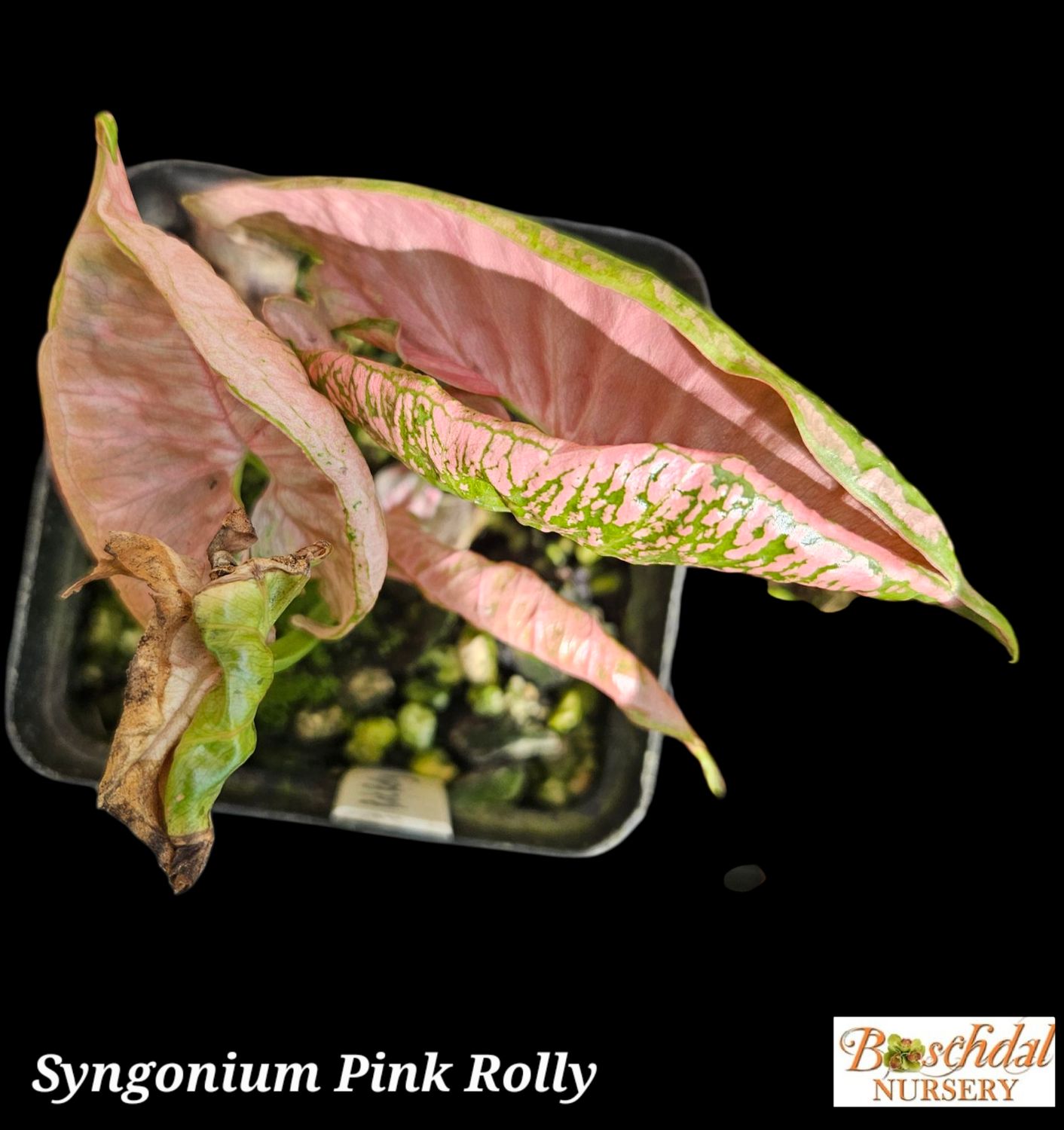 Syngonium Pink Rolly