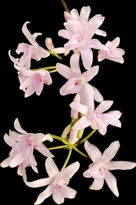 Polystachea longiscapa x sib Polystachea longiscapa x sib