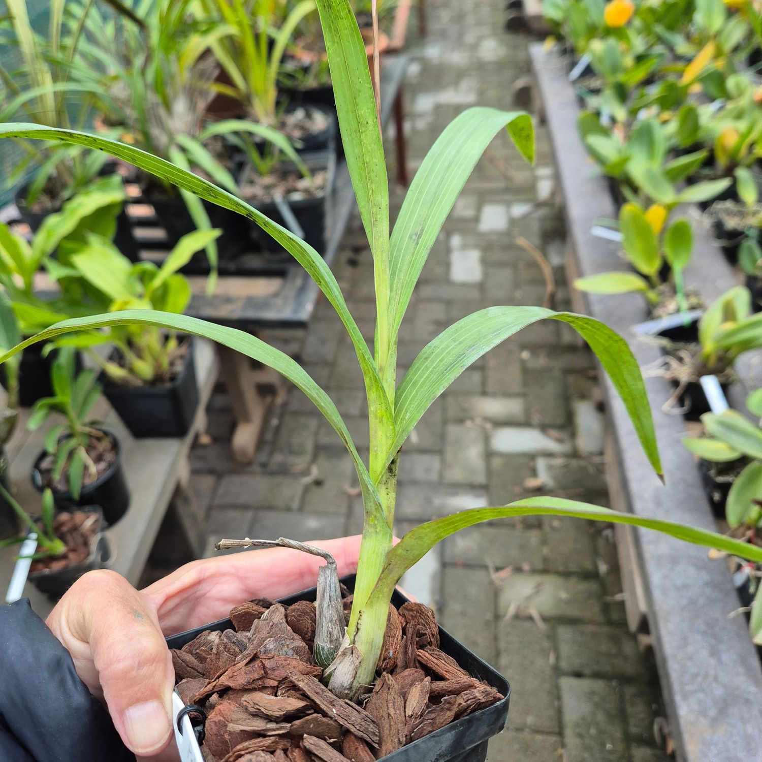Polystachea longiscapa x sib