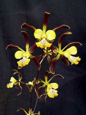 Encyclea alata majus (spitskop x Alkmasr) Encyclea alata majus (spitskop x Alkmasr)