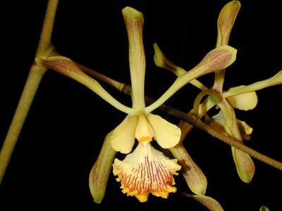 Encyclea alata majus (spitskop x Alkmasr)