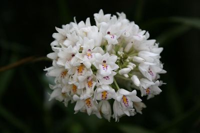 Neobenthamia gracillis Neobenthamia gracillis