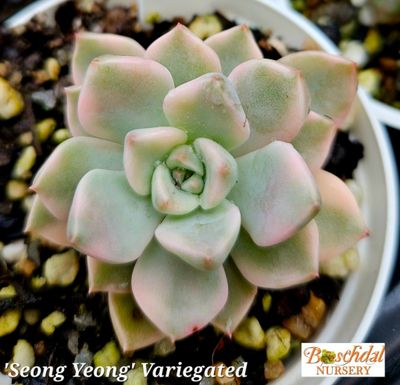 Eceheveria Seong Yeong Variegated Eceheveria Seong Yeong Variegated