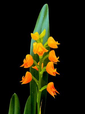 Polystachea Kruger Bells Polystachea Kruger Bells