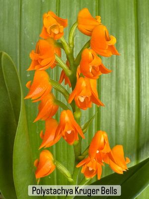 Polystachea Kruger Bells