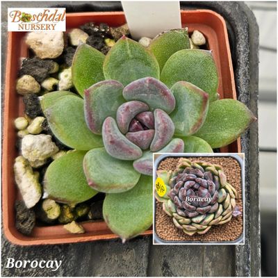 Echeveria Borocay Echeveria Borocay