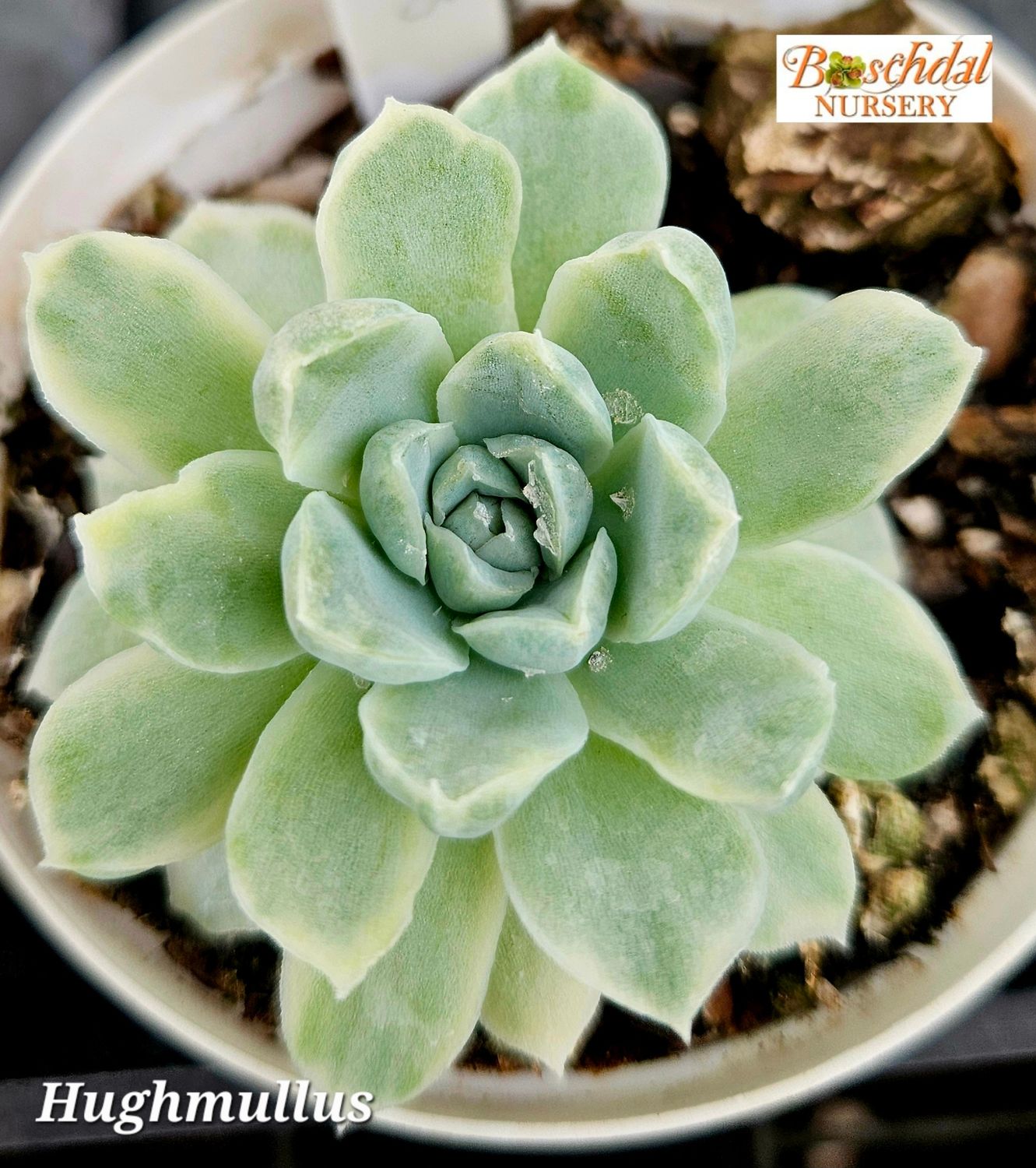 Echeveria Hughmullus