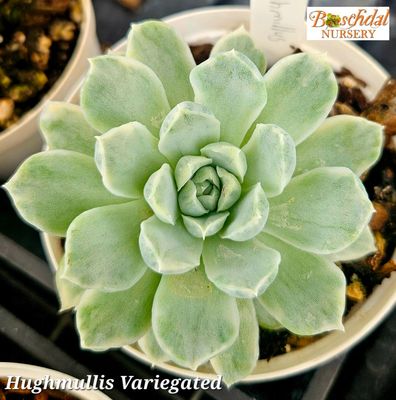 Echeveria Hughmullus