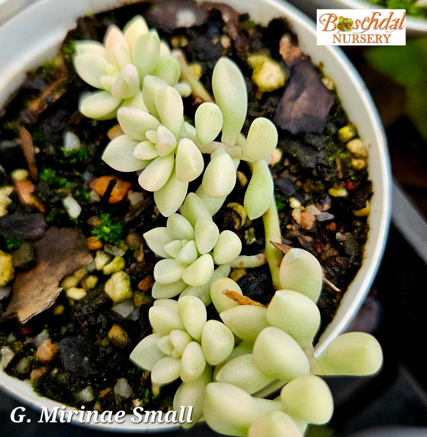 Graptopetalum Mirinae Graptopetalum Mirinae