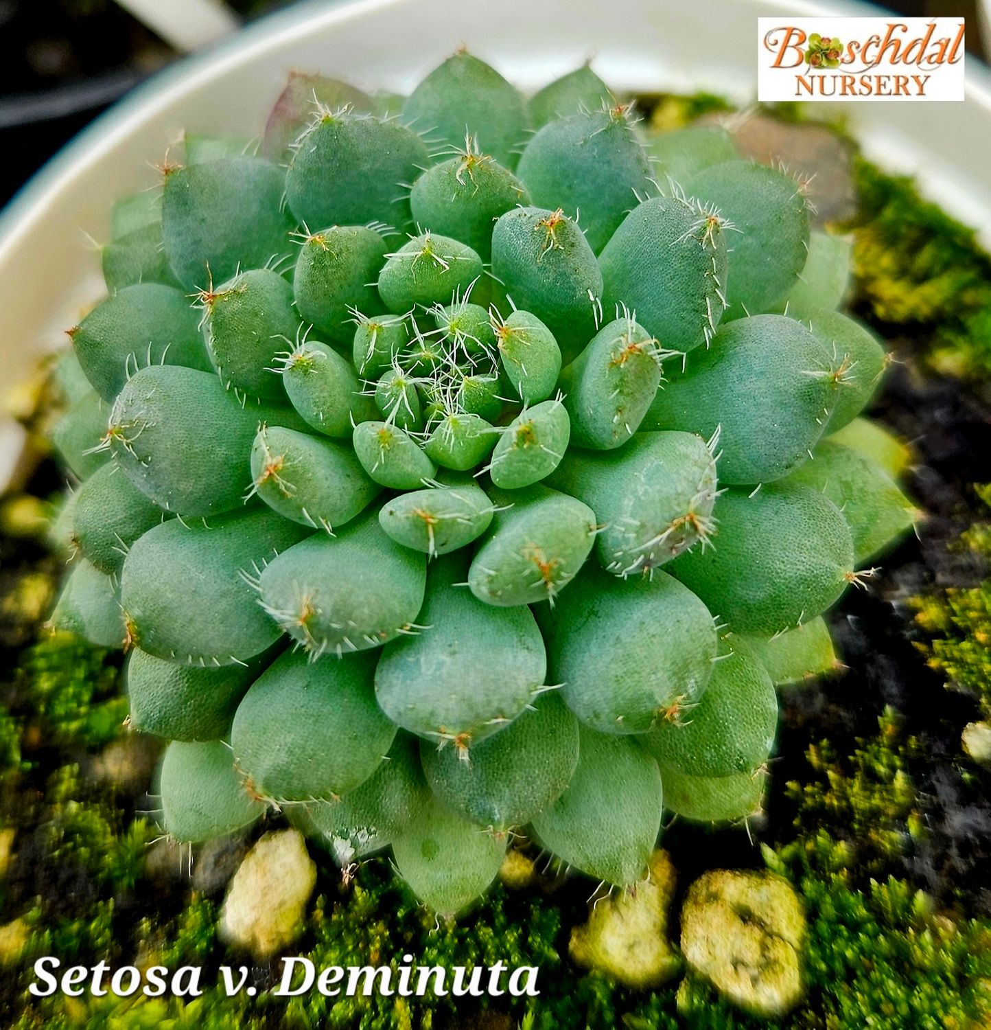 Echeveria Setosa v. Dimunata