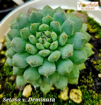 Echeveria Setosa v. Dimunata