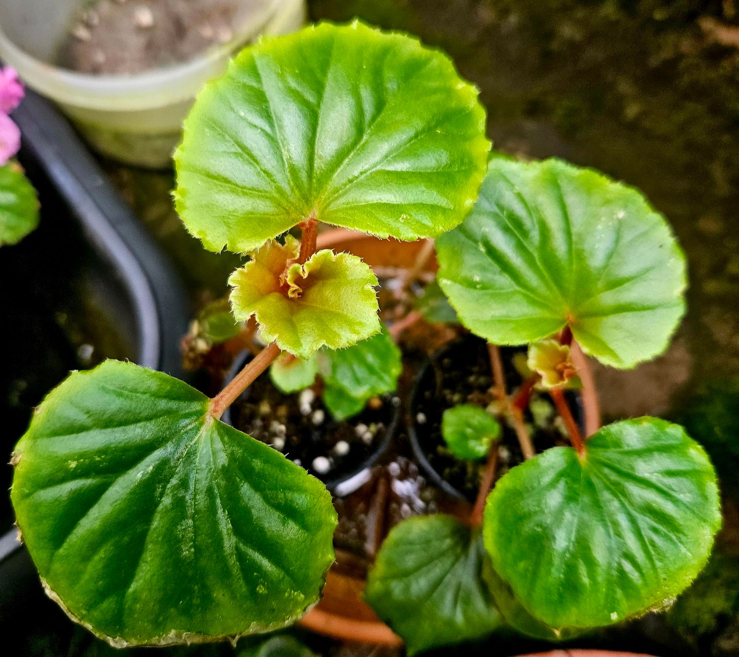 Begonia Cucullata