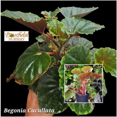 Begonia Cucullata Begonia Cucullata