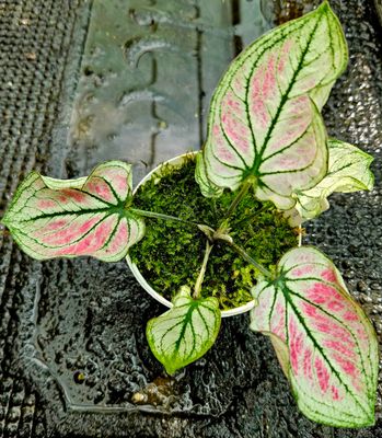 Caladium Thai Spoon Caladium Thai Spoon