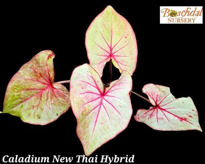 Caladium New Thai Hybrid