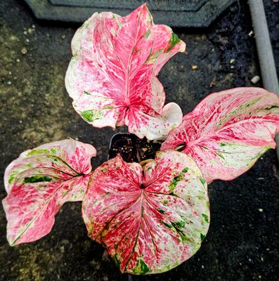Caladium Kittima Thai Caladium Kittima Thai