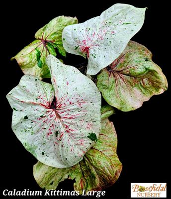 Caladium Kittima Thai