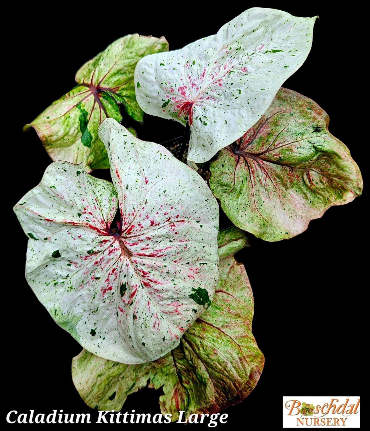 Caladium Kittima Thai
