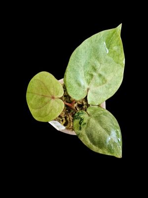 Anthurium Red Vein Dark Phoenix Variegated (Moss)