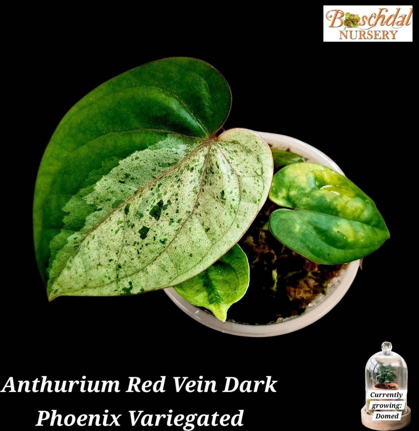 Anthurium Red Vein Dark Phoenix Variegated (Moss) Anthurium Red Vein Dark Phoenix Variegated (Moss)