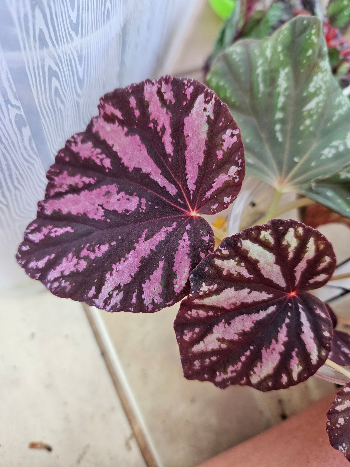 Begonia Candy Stripes (Spagnum moss, domed) Begonia Candy Stripes (Spagnum moss, domed)