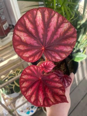 Begonia Candy Stripes (Spagnum moss, domed)
