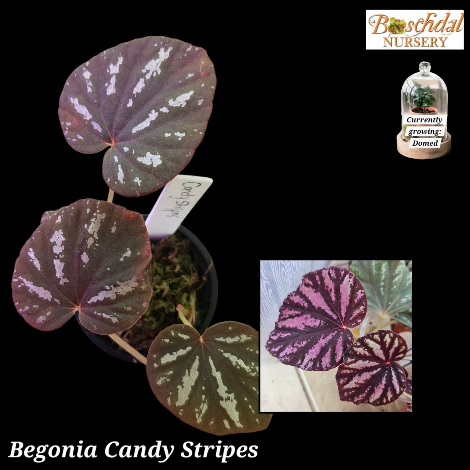 Begonia Candy Stripes (Spagnum moss, domed)