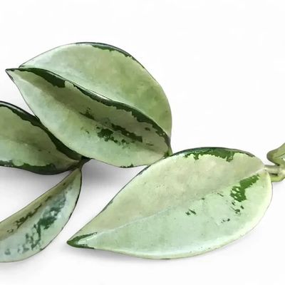 Hoya Silver Moon