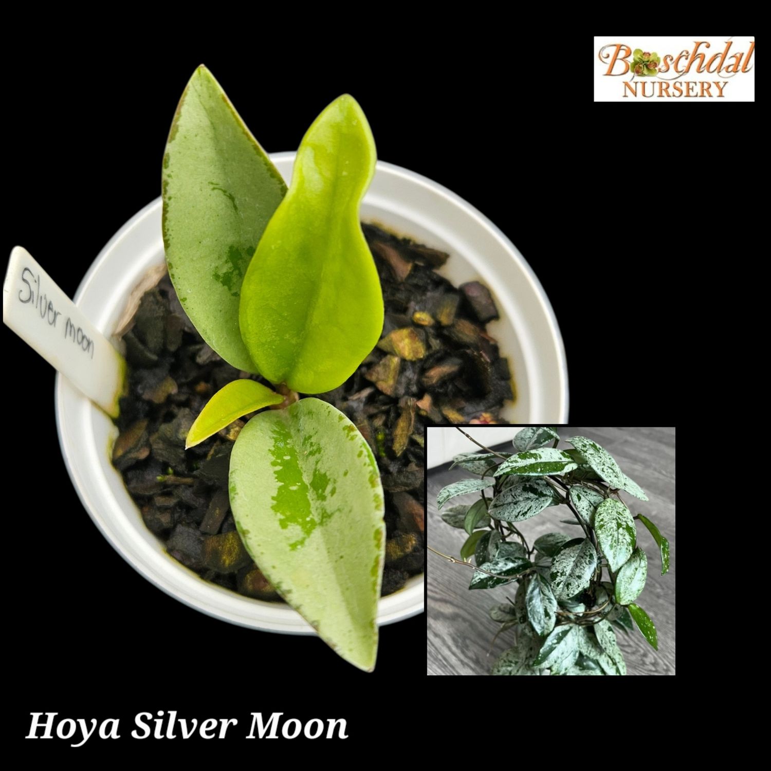 Hoya Silver Moon small Hoya Silver Moon small