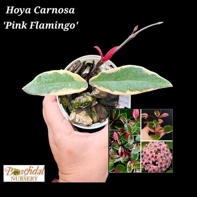 Hoya Carnosa 'Pink Flamingo' Hoya Carnosa 'Pink Flamingo'