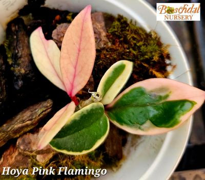 Hoya Carnosa 'Pink Flamingo' Hoya Carnosa 'Pink Flamingo'