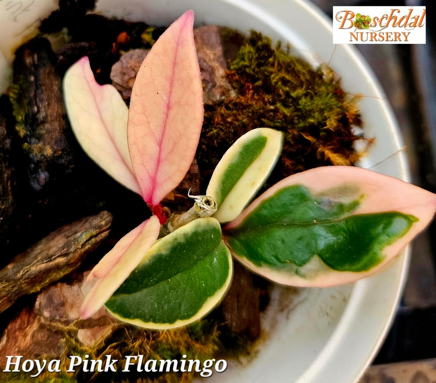 Hoya Carnosa 'Pink Flamingo' Hoya Carnosa 'Pink Flamingo'