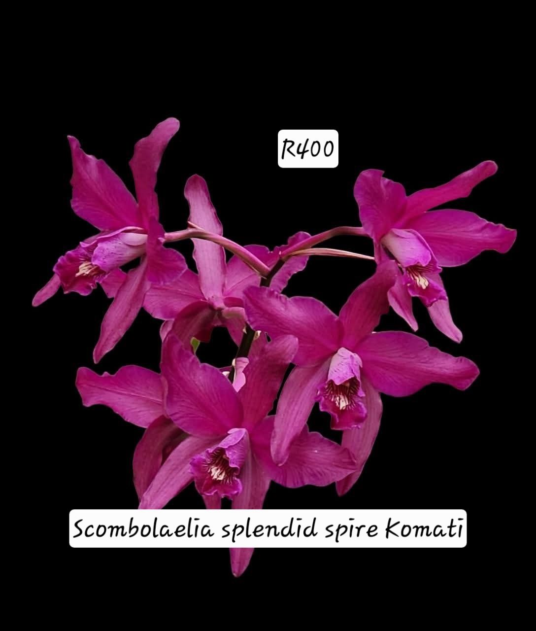 Schombolaelia splendid spire "komati"