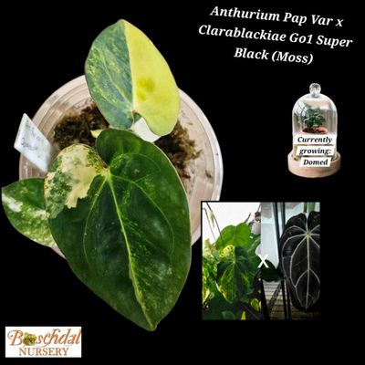Anthurium Papillilaminum Variegated x Clarablackiae Go1 Super Black