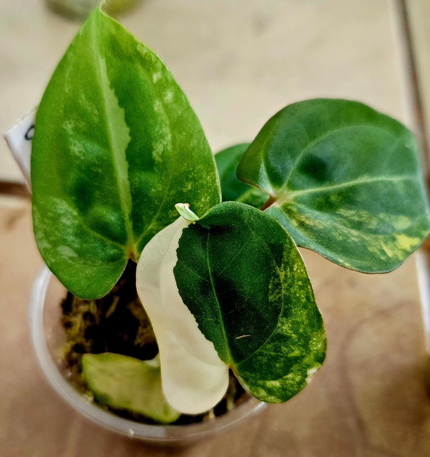 Anthurium Papillilaminum Variegated x Clarablackiae Go1 Super Black