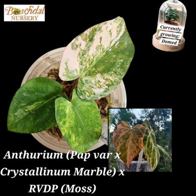 Anthurium (Pap var x Crystallinum Marble) x Red Vein Dark Phoenix