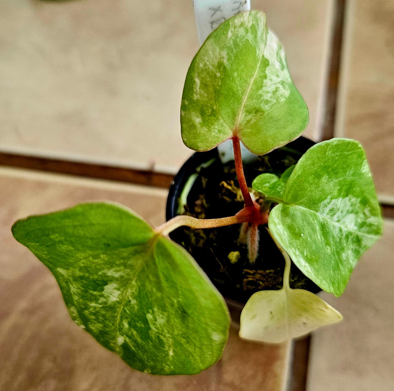 Anthurium (Pap var x Crystallinum Marble) x Red Vein Dark Phoenix