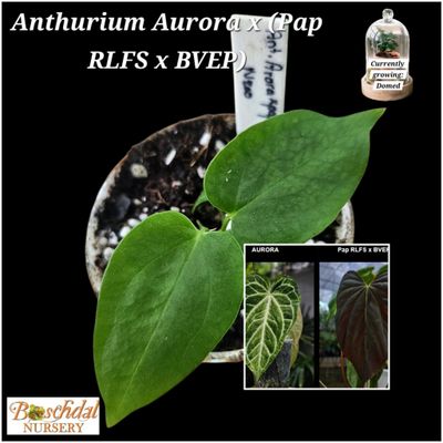 Anthurium Aurora x (Pap RLFSx BVEP Felix)