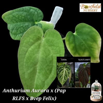 Anthurium Aurora x (Pap RLFSx BVEP Felix) Anthurium Aurora x (Pap RLFSx BVEP Felix)