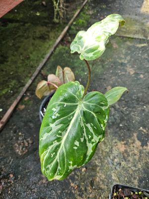 Philodendron Gloroisum Snow Leopard