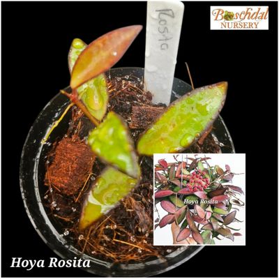 Hoya Rosita small Hoya Rosita small