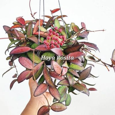 Hoya Rosita